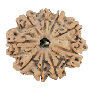 9 Mukhi Rudraksha 31.4mm 6.25gm - Rudraksha