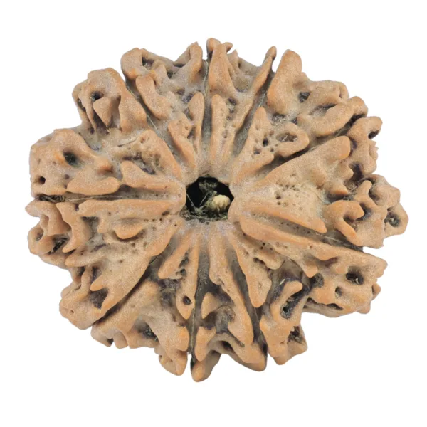 9 Mukhi Rudraksha 31.4mm 6.25gm - Rudraksha