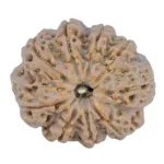 9 Mukhi Rudraksha 27.9mm 6.11gm - Rudraksha
