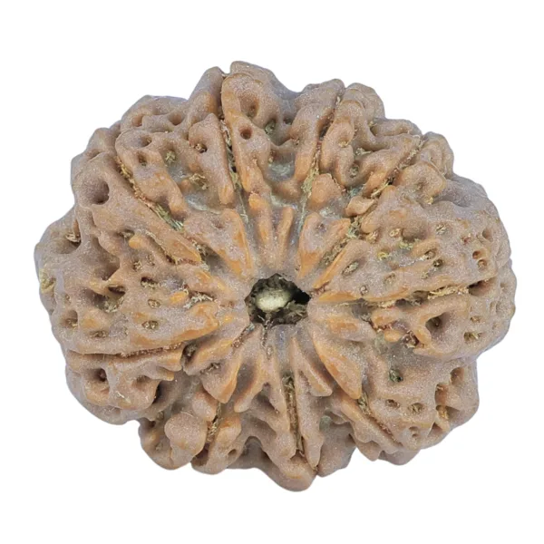 9 Mukhi Rudraksha 27.9mm 6.11gm - Rudraksha