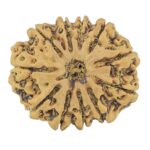 11 Mukhi Rudraksha 30mm 6.54gm - Rudraksha