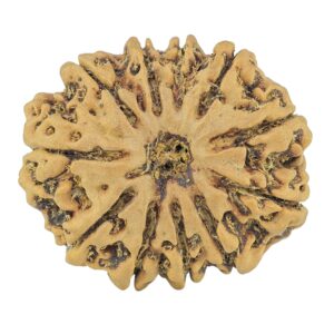11 Mukhi Rudraksha 30mm 6.54gm - Rudraksha