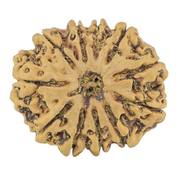 11 Mukhi Rudraksha 30mm 6.54gm - Rudraksha