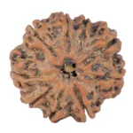 9 Mukhi Rudraksha 25.8mm 5gm - Rudraksha