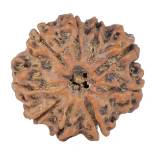 9 Mukhi Rudraksha 25.8mm 5gm - Rudraksha
