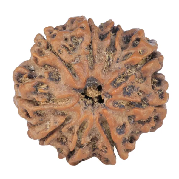 9 Mukhi Rudraksha 25.8mm 5gm - Rudraksha