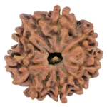 9 Mukhi Ganesh 22.2mm 3gm - Rudraksha