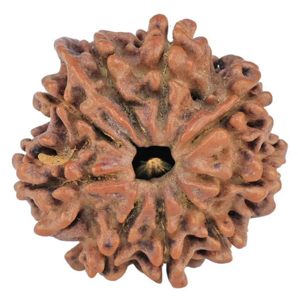 9 Mukhi Ganesh 22.2mm 3gm - Rudraksha