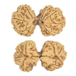 9 MK Gaurishankar 46mm 10.67gm - Rudraksha