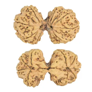 9 MK Gaurishankar 46mm 10.67gm - Rudraksha