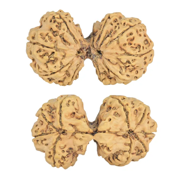 9 MK Gaurishankar 46mm 10.67gm - Rudraksha