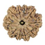 10 Mukhi Rudraksha 28.2mm 6.16gm - Rudraksha