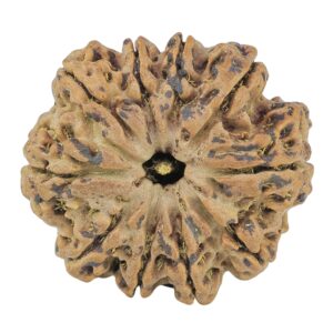 10 Mukhi Rudraksha 28.2mm 6.16gm - Rudraksha
