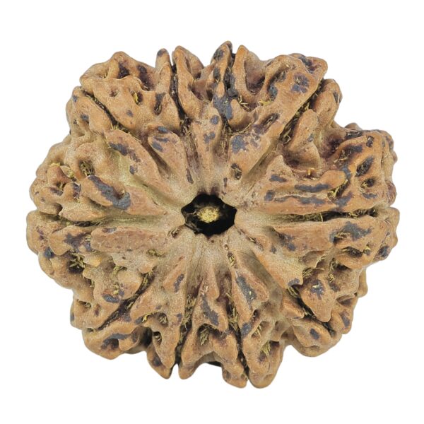 10 Mukhi Rudraksha 28.2mm 6.16gm - Rudraksha