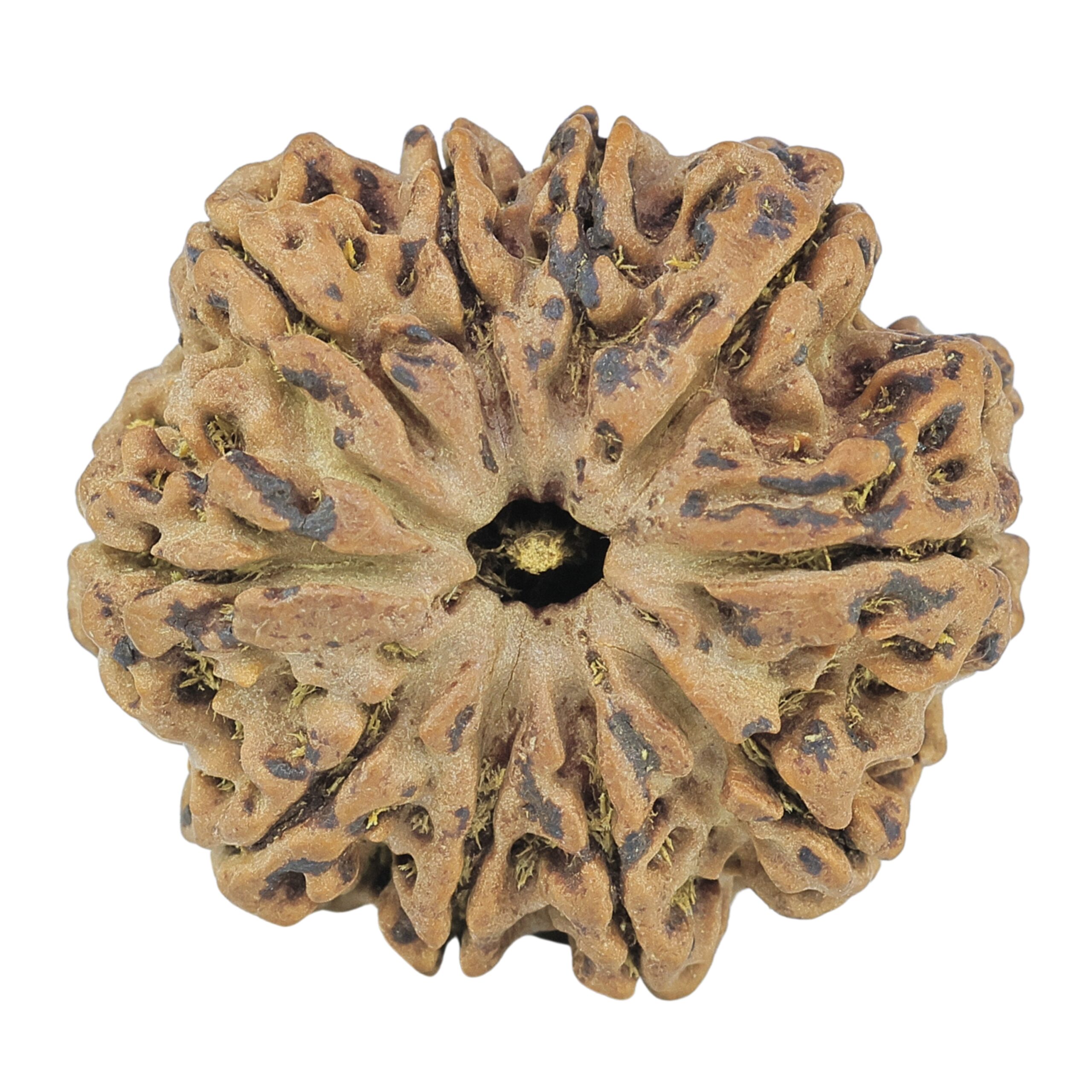 10 Mukhi Rudraksha 28.2mm 6.16gm - Rudraksha