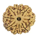10 Mukhi Rudraksha 30.1mm 6.24gm - Rudraksha