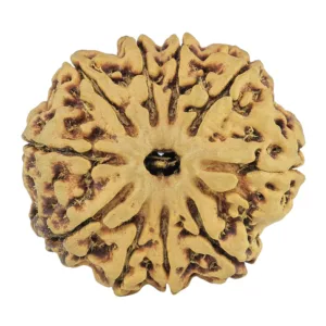 10 Mukhi Rudraksha 30.1mm 6.24gm - Rudraksha