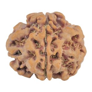 1MK(Underdeveloped) 22.9mm 3.74gm - Rudraksha