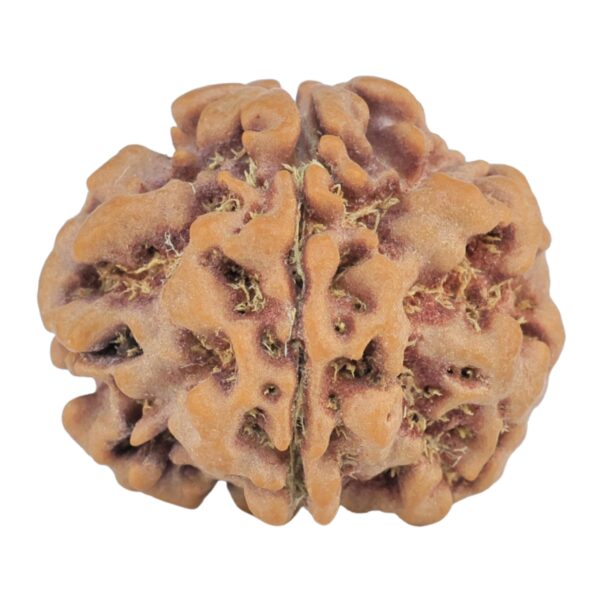 1MK(Underdeveloped) 22.9mm 3.74gm - Rudraksha