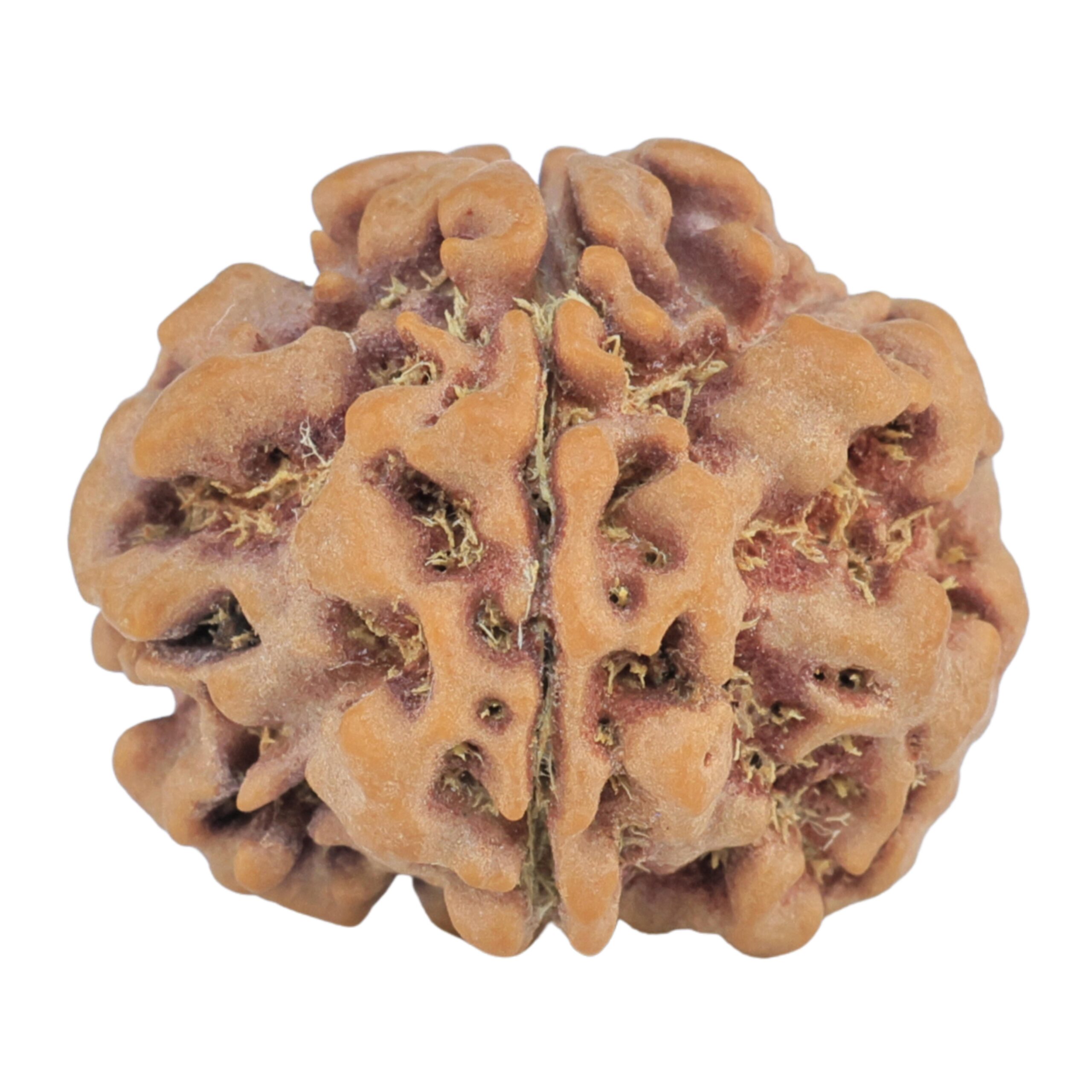 1MK(Underdeveloped) 22.9mm 3.74gm - Rudraksha