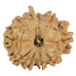 10 Mukhi Ganesh 23.4mm 3.25gm - Rudraksha