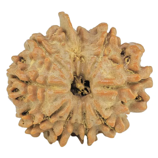 10 Mukhi Ganesh 23.4mm 3.25gm - Rudraksha