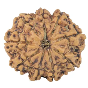 9 Mukhi Rudraksha 27mm 5gm - Rudraksha