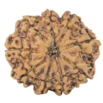 9 Mukhi Rudraksha 20mm 5gm - Rudraksha