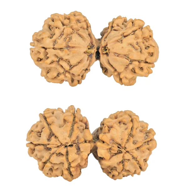 9 MK Gaurishankar 40.4mm 7.66gm - Rudraksha