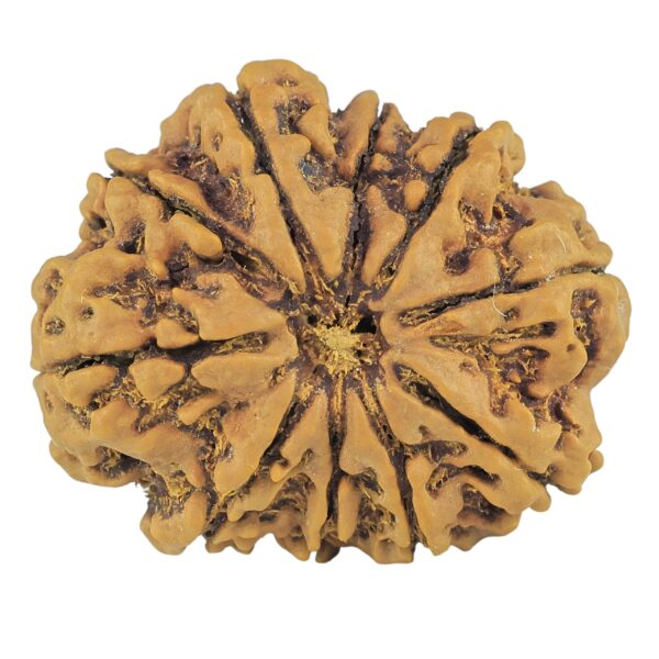 10 Mukhi Rudraksha 28.7mm 5gm - Rudraksha
