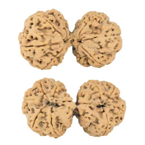 9 MK Gaurishankar 43.6mm 10gm - Rudraksha