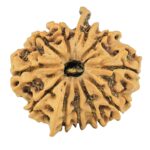 11 Mukhi Ganesh 25mm 3.47gm - Rudraksha