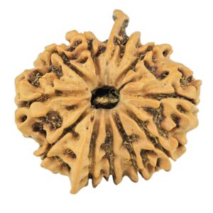 11 Mukhi Ganesh 25mm 3.47gm - Rudraksha