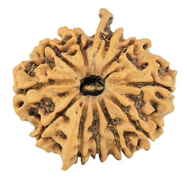 11 Mukhi Ganesh 25mm 3.47gm - Rudraksha