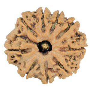 9 Mukhi Rudraksha 25.7mm 4.2gm - Rudraksha