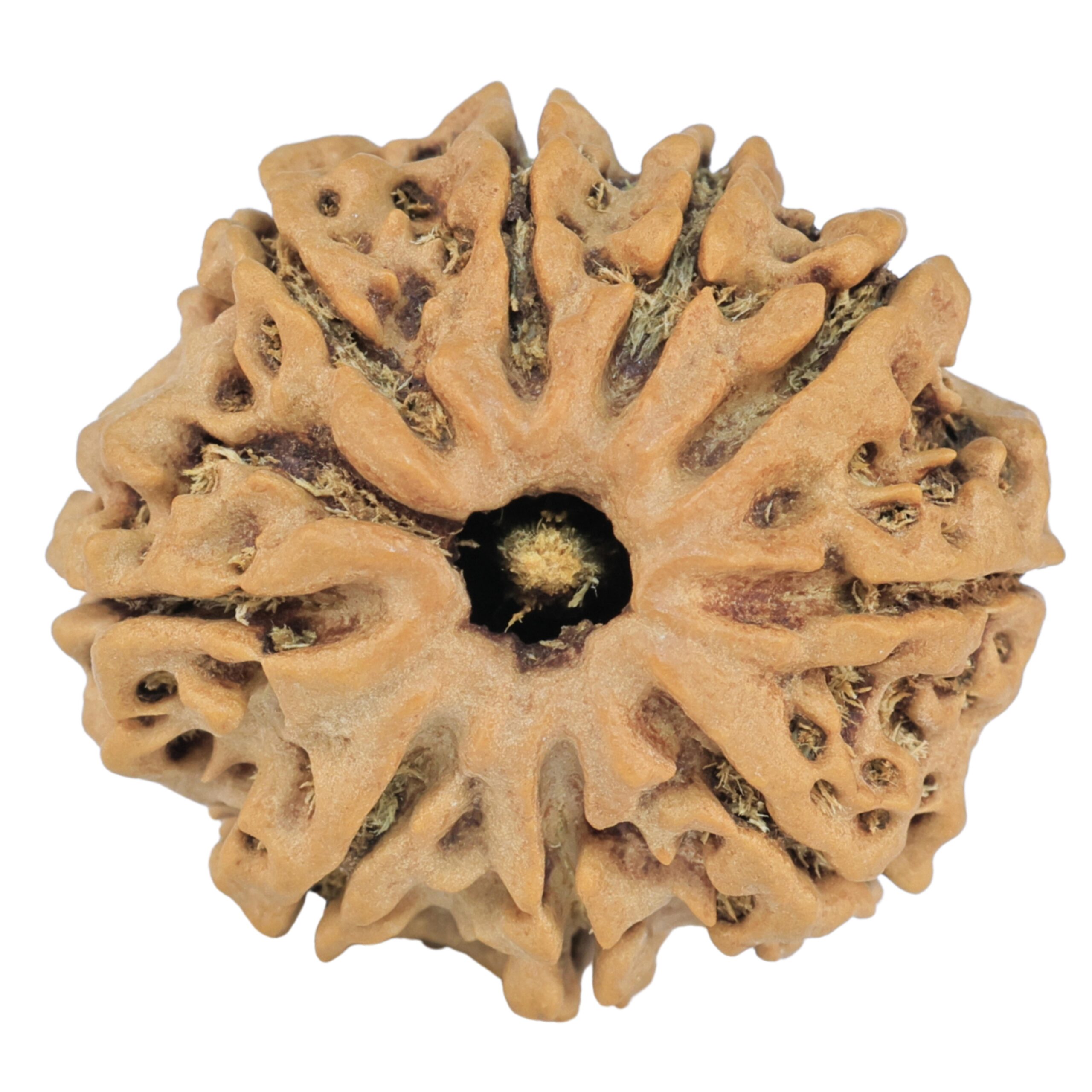 9 Mukhi Rudraksha 25.7mm 4.2gm - Rudraksha