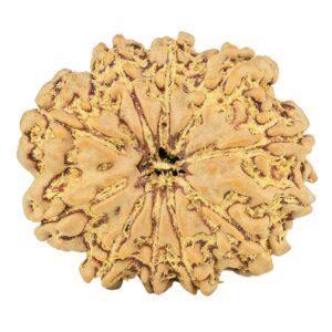 11 Mukhi Ganesh 24.1mm 3.87gm - Rudraksha