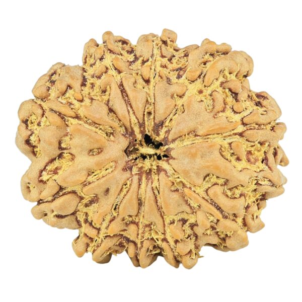 11 Mukhi Ganesh 24.1mm 3.87gm - Rudraksha