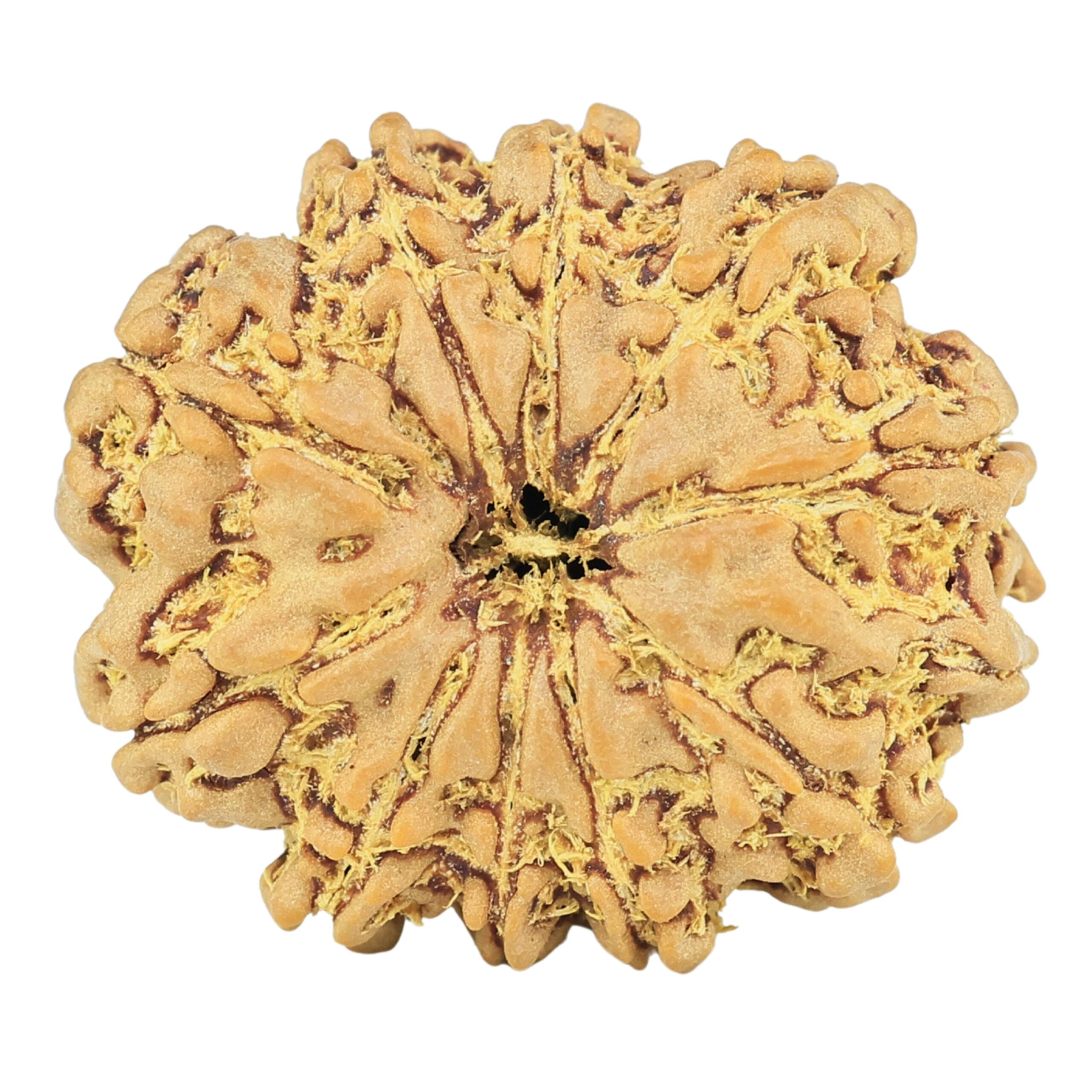 11 Mukhi Ganesh 24.1mm 3.87gm - Rudraksha