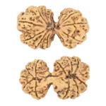 12 MK Gaurishankar 44.4mm 8.83gm - Rudraksha