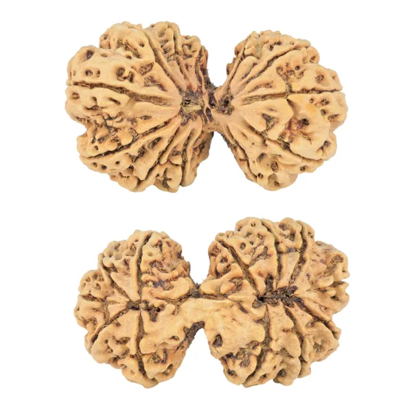 12 MK Gaurishankar 44.4mm 8.83gm - Rudraksha