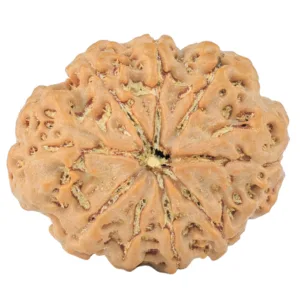 9 Mukhi Rudraksha 27.3mm 4.94gm - Rudraksha