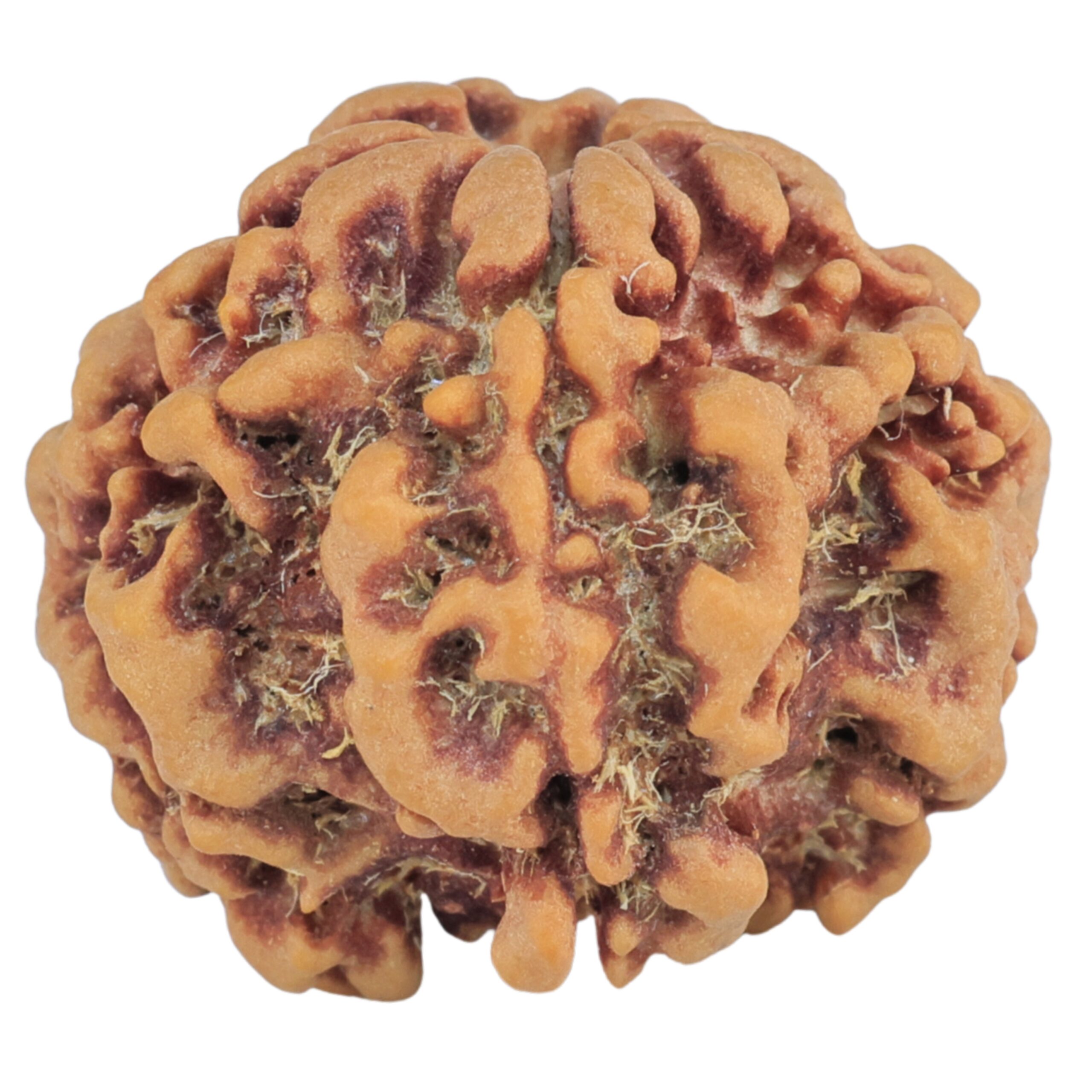 1MK(Underdeveloped) 22.6mm 3.77gm - Rudraksha