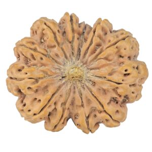 12 Mukhi Rudraksha 38.9mm 10.31gm - Rudraksha
