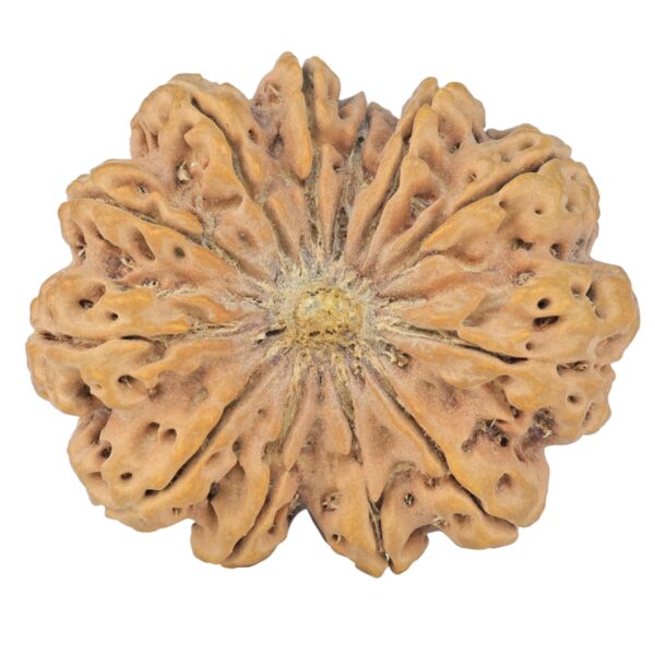 12 Mukhi Rudraksha 38.9mm 10.31gm - Rudraksha