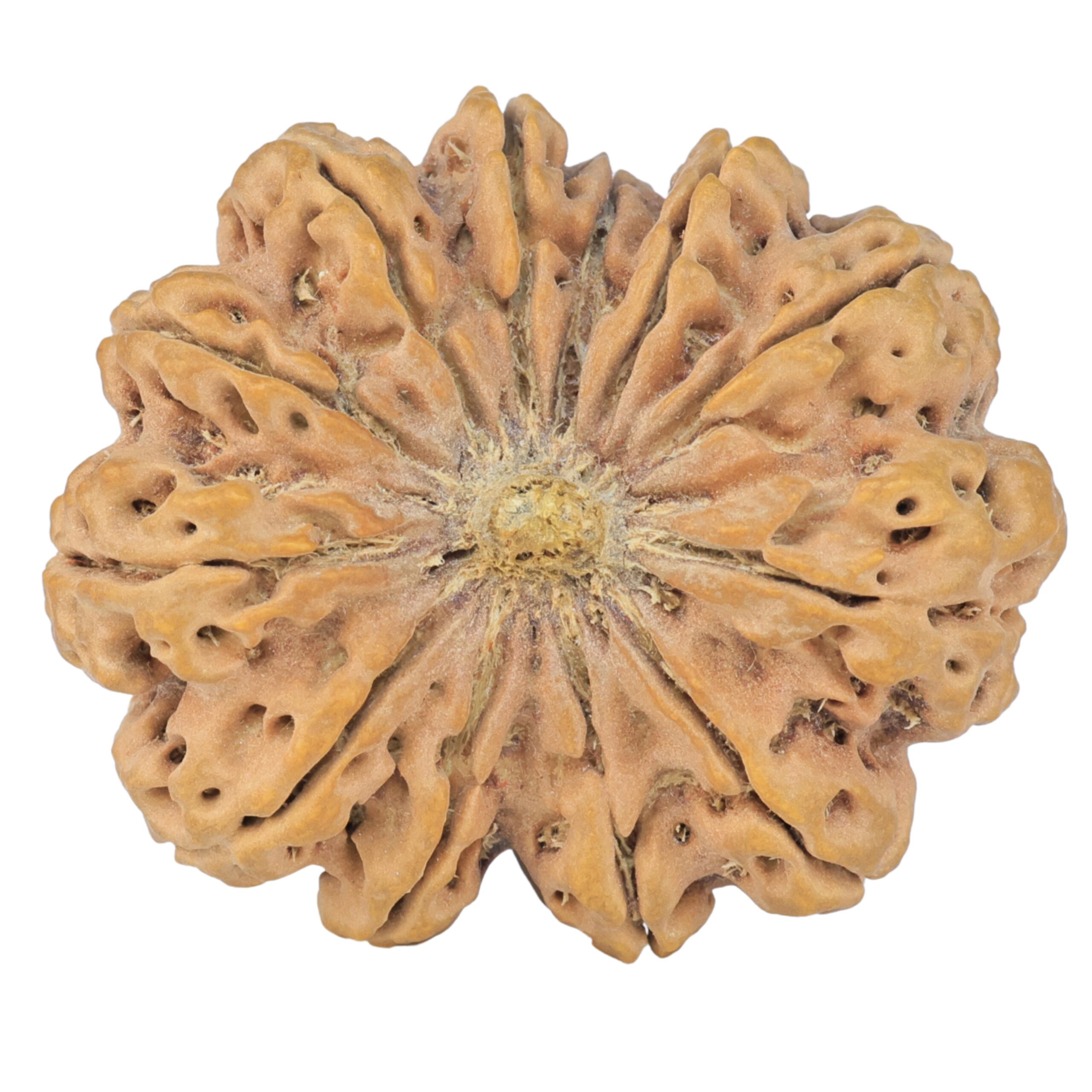12 Mukhi Rudraksha 38.9mm 10.31gm - Rudraksha