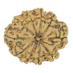 10 Mukhi Rudraksha 29.7mm 6.11gm - Rudraksha