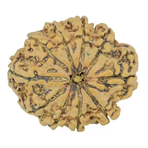 10 Mukhi Rudraksha 29.7mm 6.11gm - Rudraksha