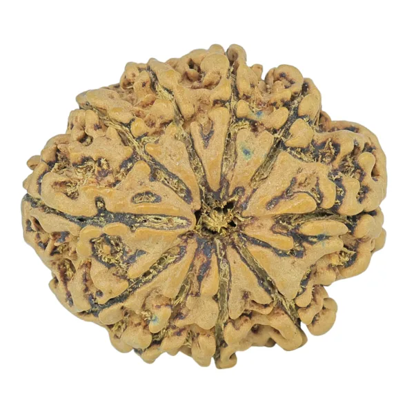 10 Mukhi Rudraksha 29.7mm 6.11gm - Rudraksha