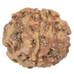 1MK(Underdeveloped) 23.7mm 4.57gm - Rudraksha